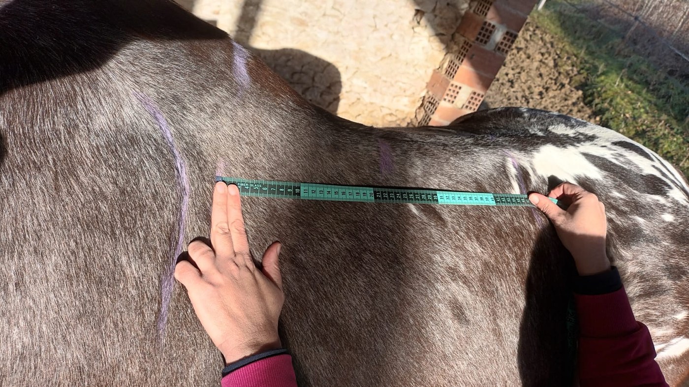 Prise de mesures sur le dos du cheval au mètre ruban